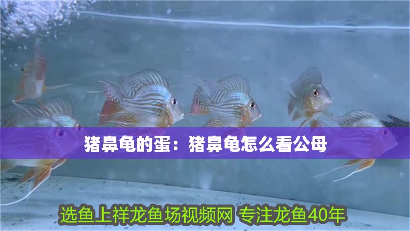 豬鼻龜的蛋：豬鼻龜怎么看公母