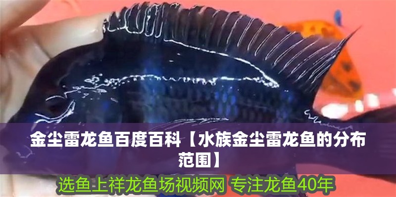 金塵雷龍魚百度百科【水族金塵雷龍魚的分布范圍】