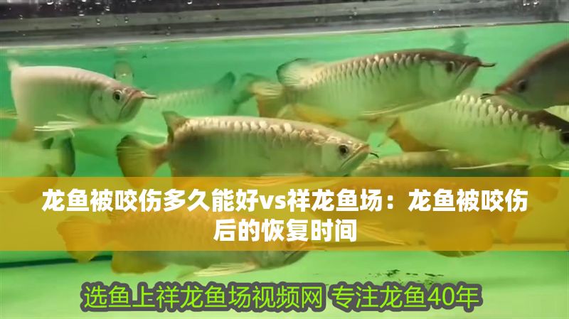 龍魚被咬傷多久能好vs祥龍魚場：龍魚被咬傷后的恢復時間