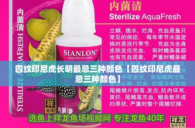 四紋印尼虎長明最忌三種顏色【四紋印尼虎最忌三種顏色】