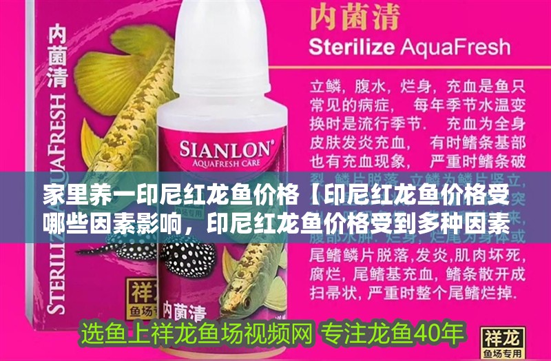 家里養一印尼紅龍魚價格【印尼紅龍魚價格受哪些因素影響，印尼紅龍魚價格受到多種因素影響】