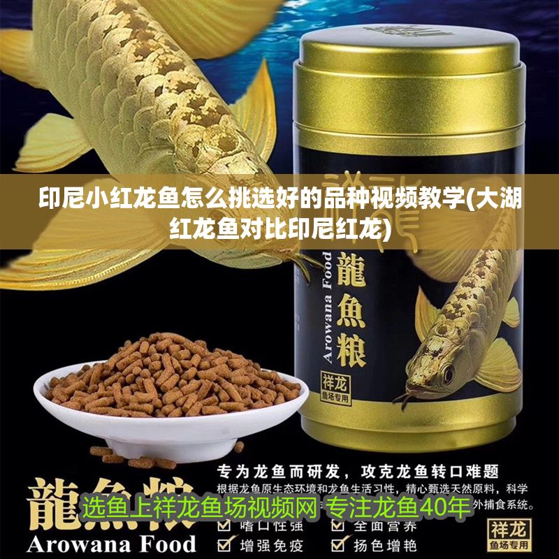 印尼小紅龍魚怎么挑選好的品種視頻教學(大湖紅龍魚對比印尼紅龍)