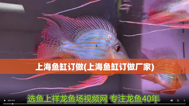 上海魚缸訂做(上海魚缸訂做廠家)