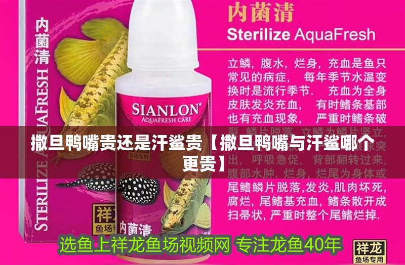 紅龍魚用黃燈烤有用嗎 撒旦鴨嘴貴還是汗鯊貴【撒旦鴨嘴與汗鯊哪個更貴】 龍魚論壇 撒旦鴨嘴貴還是汗鯊貴【撒旦鴨嘴與汗鯊哪個更貴】 撒旦鴨嘴貴還是汗鯊貴【撒旦鴨嘴與汗鯊哪個更貴】 龍魚論壇