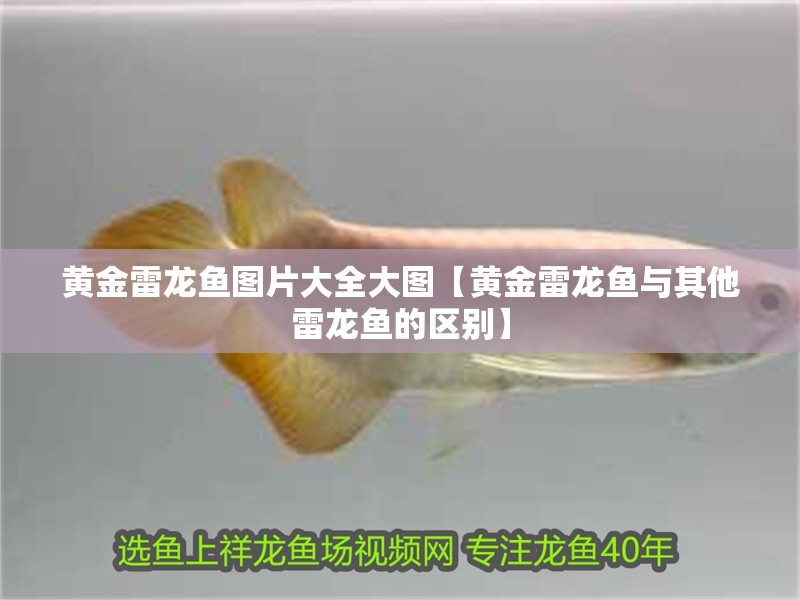 黃金雷龍魚圖片大全大圖【黃金雷龍魚與其他雷龍魚的區別】