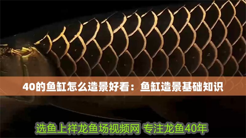 40的魚缸怎么造景好看：魚缸造景基礎(chǔ)知識(shí)