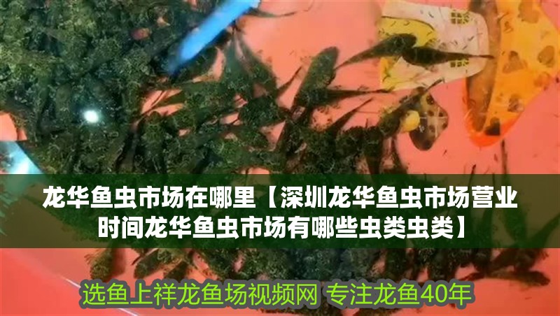 龍華魚蟲市場在哪里【深圳龍華魚蟲市場營業時間龍華魚蟲市場有哪些蟲類蟲類】 龍華魚蟲市場在哪里【深圳龍華魚蟲市場營業時間龍華魚蟲市場有哪些蟲類蟲類】 龍魚百科