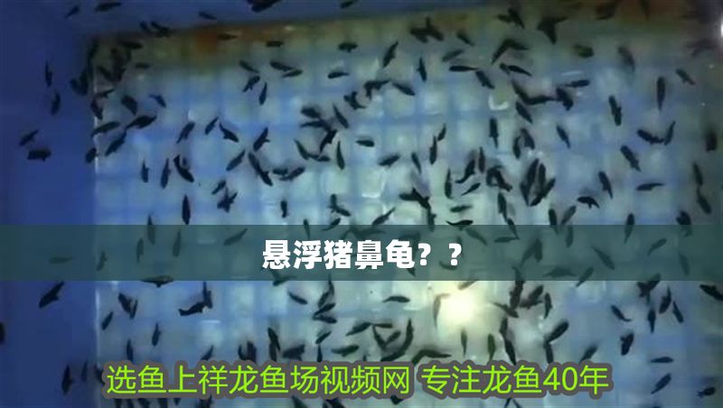 懸浮豬鼻龜？？