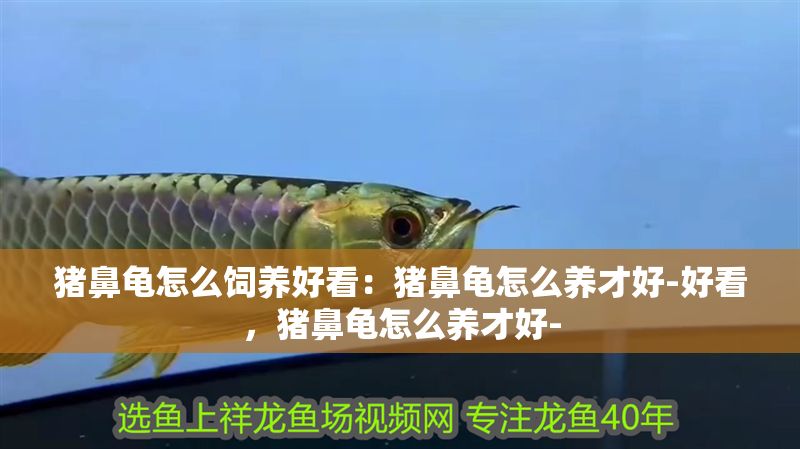 豬鼻龜怎么飼養好看：豬鼻龜怎么養才好-好看，豬鼻龜怎么養才好-