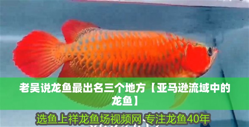 老吳說龍魚最出名三個地方【亞馬遜流域中的龍魚】