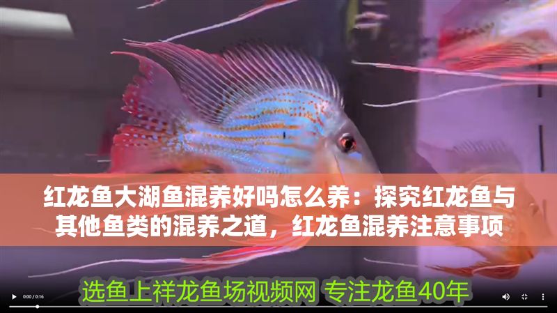 紅龍魚大湖魚混養(yǎng)好嗎怎么養(yǎng)：探究紅龍魚與其他魚類的混養(yǎng)之道，紅龍魚混養(yǎng)注意事項(xiàng)