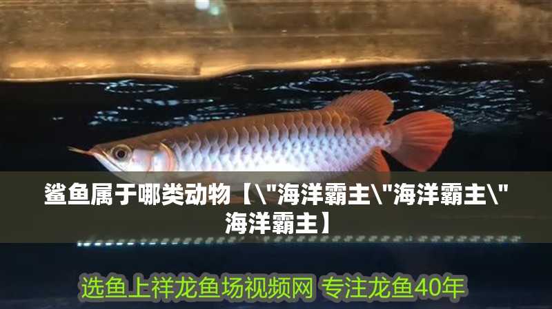 鯊魚屬于哪類動物【\