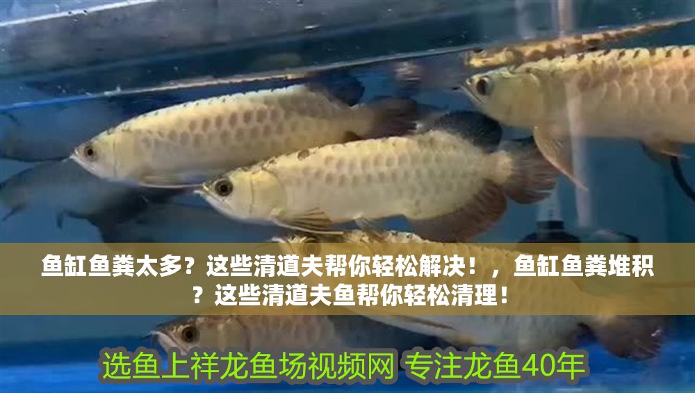 魚缸魚糞太多？這些清道夫幫你輕松解決！，魚缸魚糞堆積？這些清道夫魚幫你輕松清理！