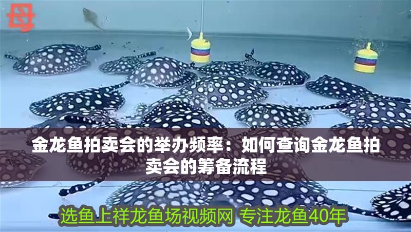 金龍魚拍賣會的舉辦頻率：如何查詢金龍魚拍賣會的籌備流程 金龍魚拍賣會的舉辦頻率：如何查詢金龍魚拍賣會的籌備流程 金龍魚百科 第2張