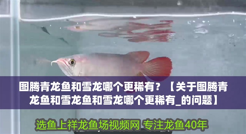圖騰青龍魚和雪龍哪個更稀有？【關于圖騰青龍魚和雪龍魚和雪龍哪個更稀有_的問題】