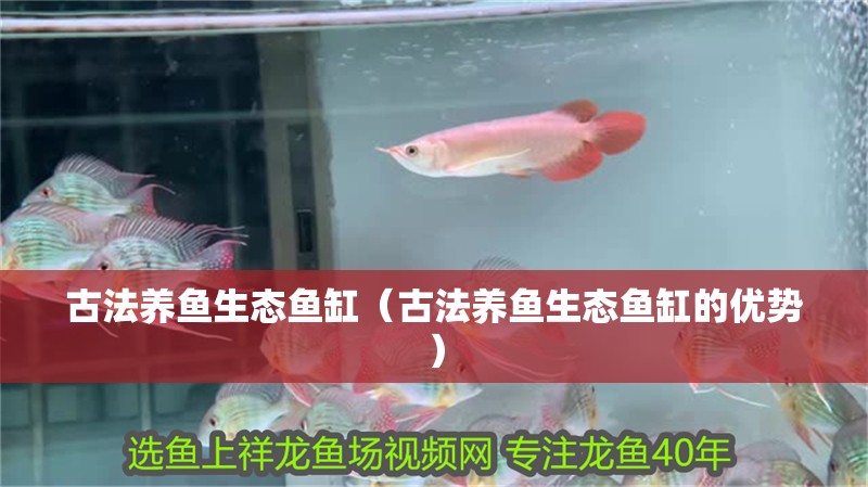 古法養(yǎng)魚生態(tài)魚缸（古法養(yǎng)魚生態(tài)魚缸的優(yōu)勢(shì)）
