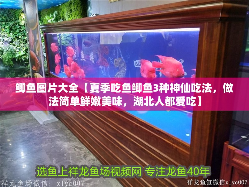 鯽魚圖片大全【夏季吃魚鯽魚3種神仙吃法，做法簡單鮮嫩美味，湖北人都愛吃】