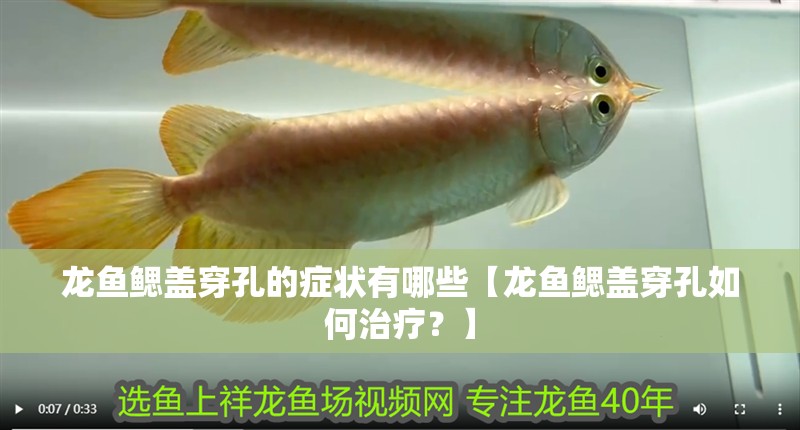 龍魚鰓蓋穿孔的癥狀有哪些【龍魚鰓蓋穿孔如何治療？】
