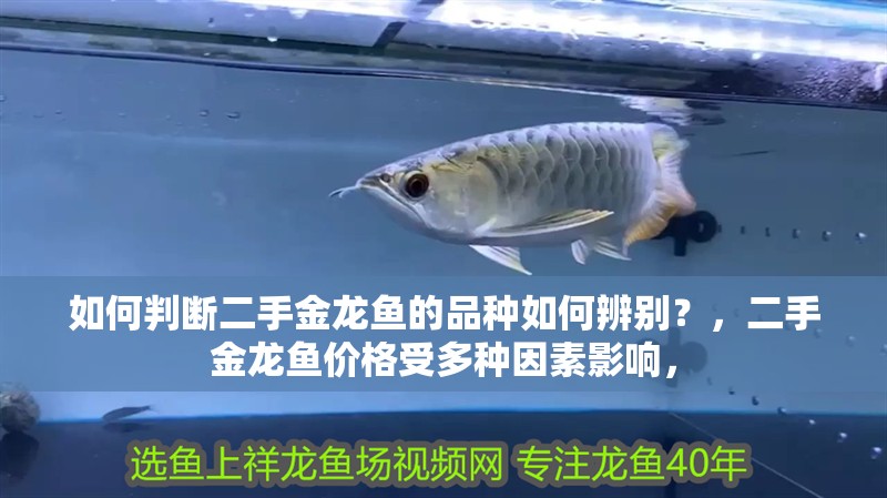 如何判斷二手金龍魚(yú)的品種如何辨別？，二手金龍魚(yú)價(jià)格受多種因素影響，