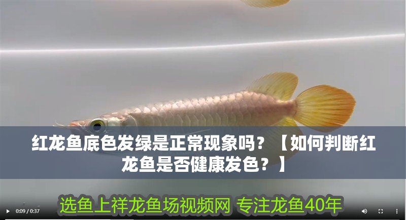 紅龍魚底色發綠是正常現象嗎？【如何判斷紅龍魚是否健康發色？】