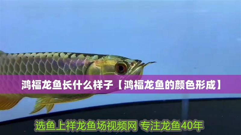 鴻福龍魚長什么樣子【鴻福龍魚的顏色形成】 鴻福龍魚長什么樣子【鴻福龍魚的顏色形成】 水族問答