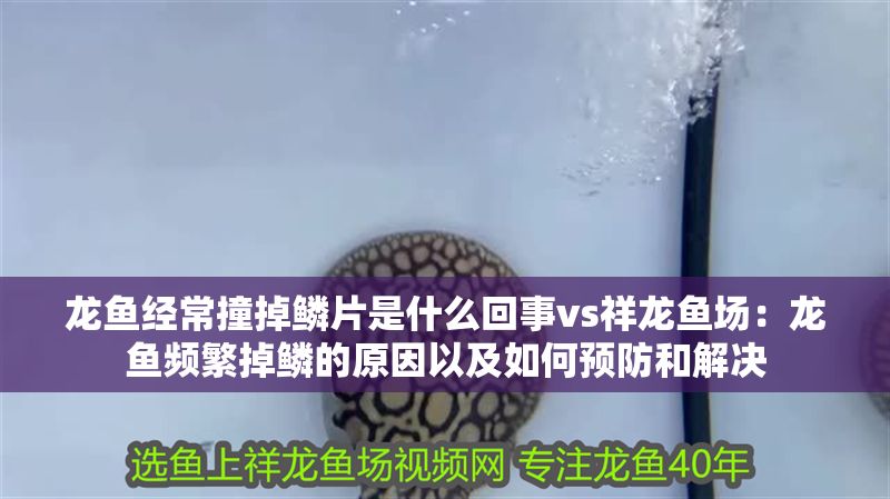 龍魚經常撞掉鱗片是什么回事vs祥龍魚場：龍魚頻繁掉鱗的原因以及如何預防和解決 龍魚經常撞掉鱗片是什么回事vs祥龍魚場：龍魚頻繁掉鱗的原因以及如何預防和解決 vs祥龍魚場 第2張