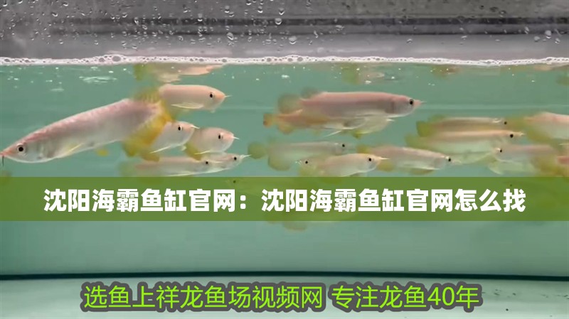 沈陽(yáng)海霸魚缸官網(wǎng)：沈陽(yáng)海霸魚缸官網(wǎng)怎么找