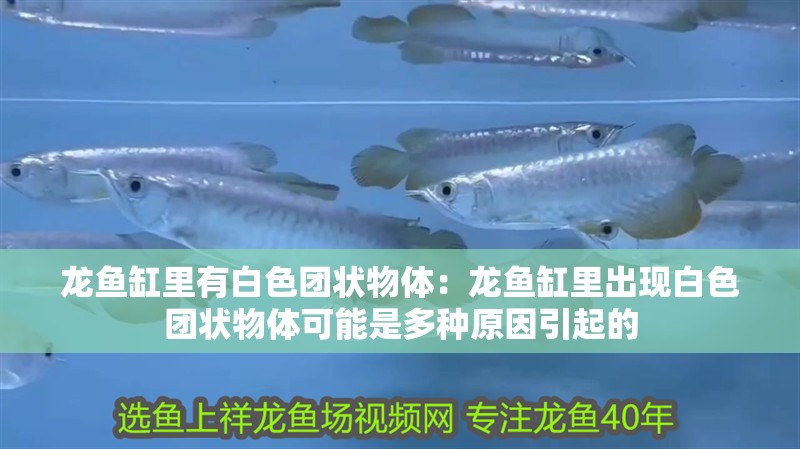 龍魚缸里有白色團狀物體：龍魚缸里出現(xiàn)白色團狀物體可能是多種原因引起的