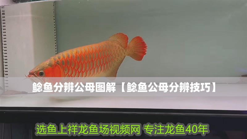 鯰魚分辨公母圖解【鯰魚公母分辨技巧】