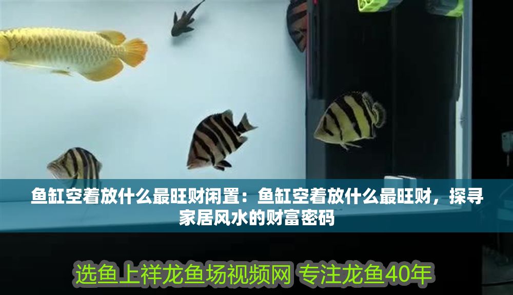 魚缸空著放什么最旺財閑置：魚缸空著放什么最旺財，探尋家居風水的財富密碼