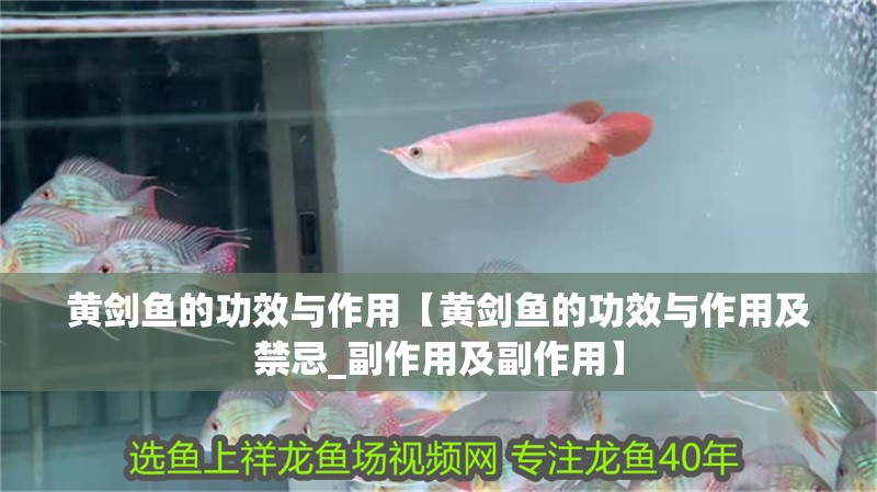 黃劍魚的功效與作用【黃劍魚的功效與作用及禁忌_副作用及副作用】