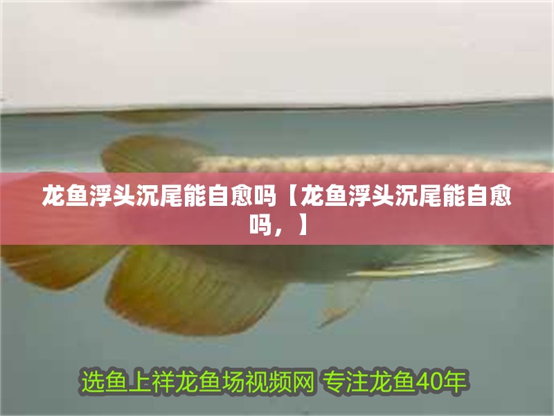 龍魚浮頭沉尾能自愈嗎【龍魚浮頭沉尾能自愈嗎，】