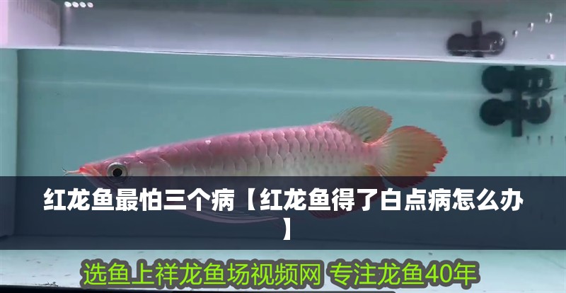鸚鵡魚和銀龍魚混養(yǎng)怎樣喂食 紅龍魚最怕三個病【紅龍魚得了白點病怎么辦】 水族問答 紅龍魚最怕三個病【紅龍魚得了白點病怎么辦】 紅龍魚最怕三個病【紅龍魚得了白點病怎么辦】 水族問答