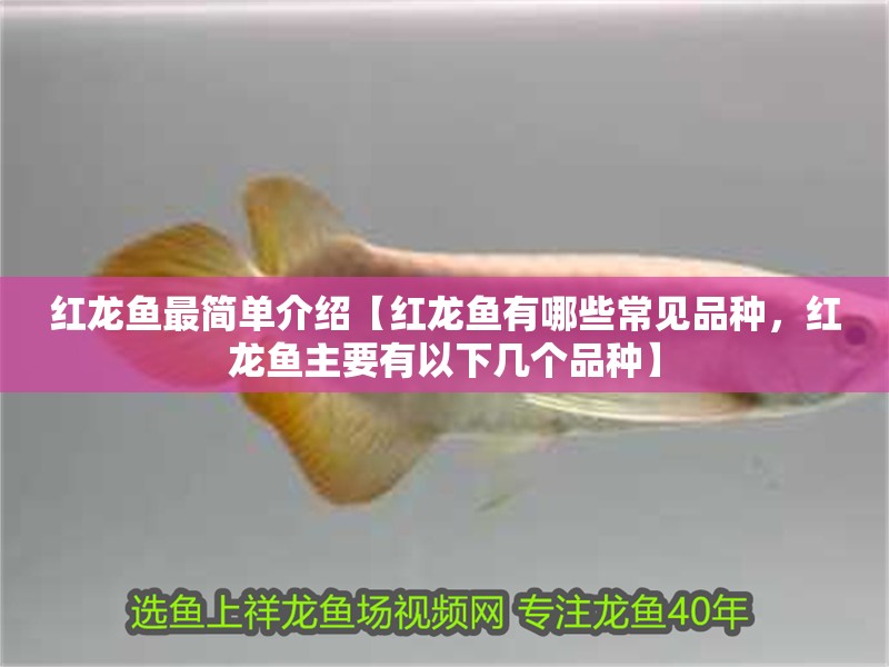紅龍魚最簡單介紹【紅龍魚有哪些常見品種，紅龍魚主要有以下幾個品種】