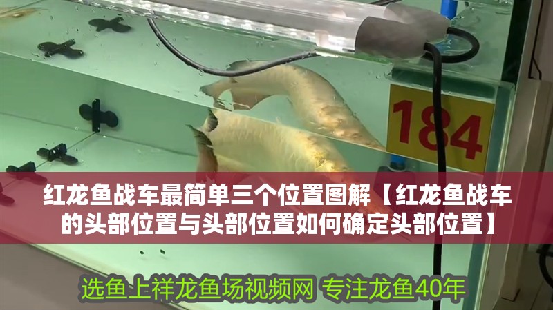 紅龍魚戰車最簡單三個位置圖解【紅龍魚戰車的頭部位置與頭部位置如何確定頭部位置】