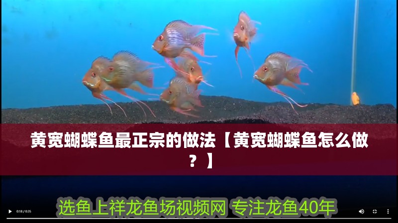 黃寬蝴蝶魚最正宗的做法【黃寬蝴蝶魚怎么做？】 黃寬蝴蝶魚最正宗的做法【黃寬蝴蝶魚怎么做？】 龍魚論壇