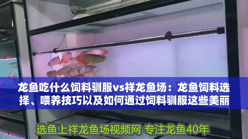 龍魚吃什么飼料馴服vs祥龍魚場：龍魚飼料選擇、喂養(yǎng)技巧以及如何通過飼料馴服這些美麗的生物
