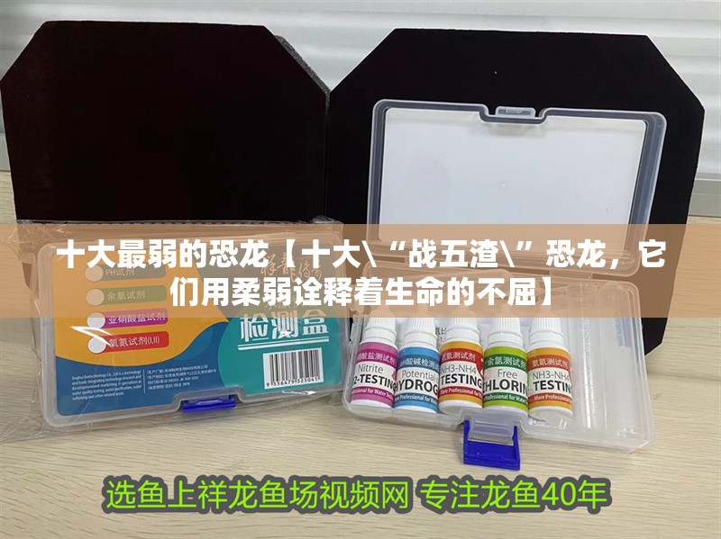 十大最弱的恐龍【十大\“戰五渣\”恐龍，它們用柔弱詮釋著生命的不屈】