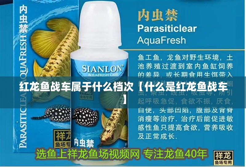 紅龍魚戰(zhàn)車屬于什么檔次【什么是紅龍魚戰(zhàn)車】 紅龍魚戰(zhàn)車屬于什么檔次【什么是紅龍魚戰(zhàn)車】 水族問答