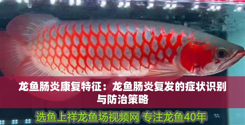 龍魚腸炎康復特征：龍魚腸炎復發的癥狀識別與防治策略