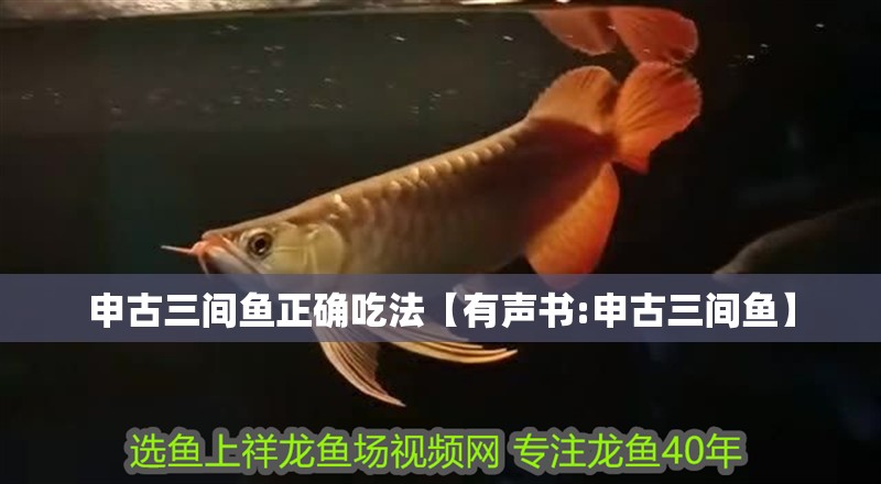 申古三間魚正確吃法【有聲書:申古三間魚】 申古三間魚正確吃法【有聲書:申古三間魚】 龍魚論壇