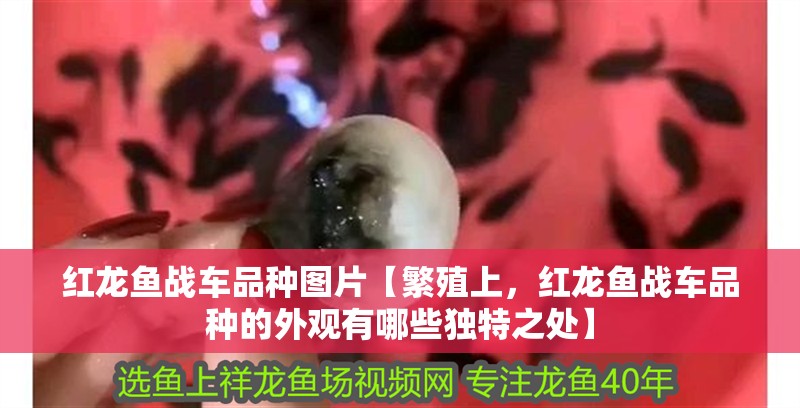 紅龍魚戰車品種圖片【繁殖上，紅龍魚戰車品種的外觀有哪些獨特之處】