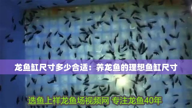 龍魚(yú)缸尺寸多少合適：養(yǎng)龍魚(yú)的理想魚(yú)缸尺寸