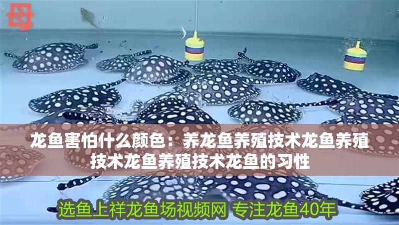 龍魚害怕什么顏色：養龍魚養殖技術龍魚養殖技術龍魚養殖技術龍魚的習性