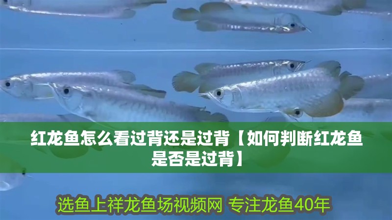 紅龍魚怎么看過背還是過背【如何判斷紅龍魚是否是過背】