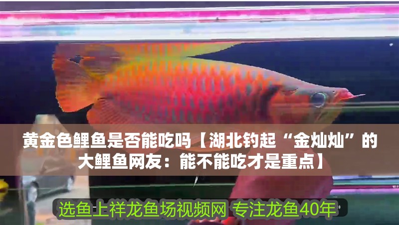 黃金色鯉魚是否能吃嗎【湖北釣起“金燦燦”的大鯉魚網友：能不能吃才是重點】