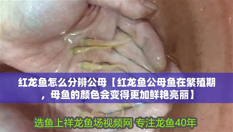 魚缸過濾器選購指南:自制魚缸過濾器魚缸上置過濾器對于養(yǎng)魚愛好者的必備知識 紅龍魚怎么分辨公母【紅龍魚公母魚在繁殖期,母魚的顏色會變得更加鮮艷亮麗】 水族問答 紅龍魚怎么分辨公母【紅龍魚公母魚在繁殖期,母魚的顏色會變得更加鮮艷亮麗】 紅龍魚怎么分辨公母【紅龍魚公母魚在繁殖期,母魚的顏色會變得更加鮮艷亮麗】 水族問答
