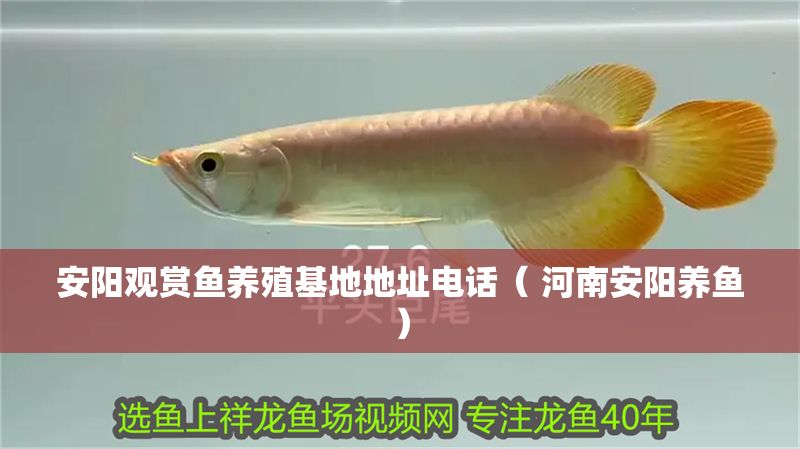 安陽觀賞魚養殖基地地址電話（ 河南安陽養魚）