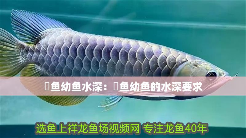 魟魚幼魚水深：魟魚幼魚的水深要求 魟魚幼魚水深：魟魚幼魚的水深要求 魟魚百科 第2張