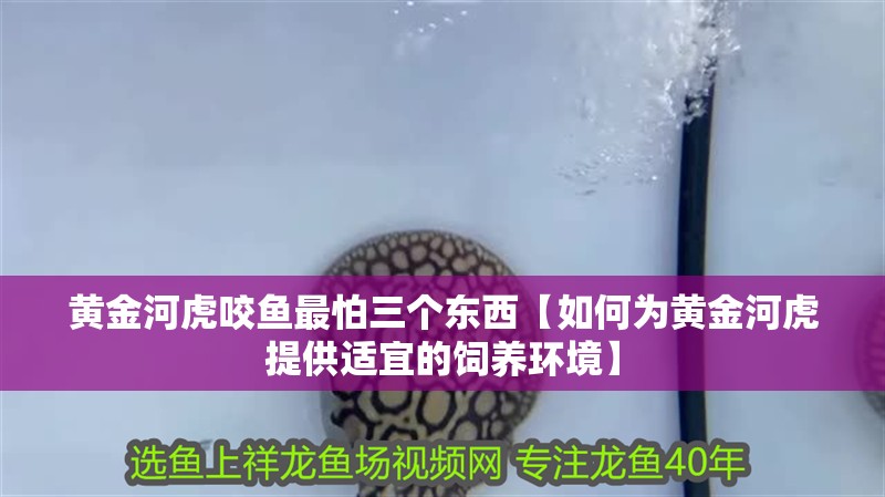 黃金河虎咬魚最怕三個(gè)東西【如何為黃金河虎提供適宜的飼養(yǎng)環(huán)境】